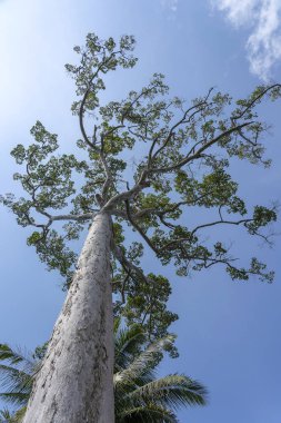 Gökyüzü arka plan ile büyük tropikal ağaç, aşağıdan bakın. Bilimsel adı Dipterocarpus alatus veya Yang Na Yai ağacı. Phangan, Tayland