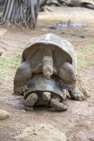 Two giant turtles, dipsochelys gigantea making love in island Mauritius — Stock Image Two giant turtles, dipsochelys gigantea making love in island Mauritius Stock Picture