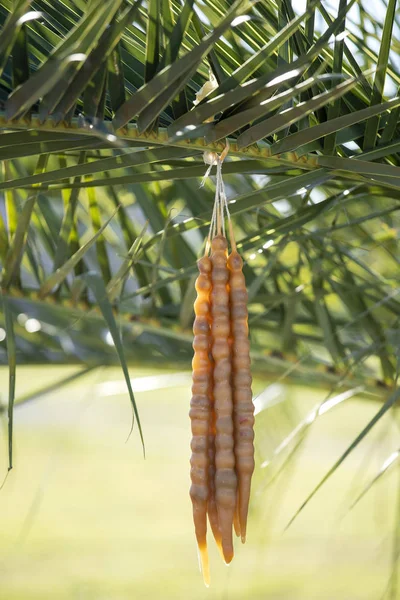 Churchkhela. Doces caseiros georgianos tradicionais com avelãs, nozes, suco de uva, mel ou açúcar, farinha de trigo ou farinha de milho. Sobremesa vendida no mercado de alimentos local na Geórgia — Fotografia de Stock