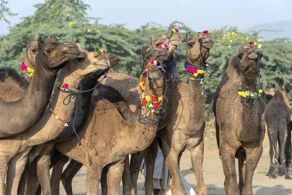 Верблюды в пустыне Тар во время Pushkar Camel Fair, Раджастан, Индия — стоковое фото