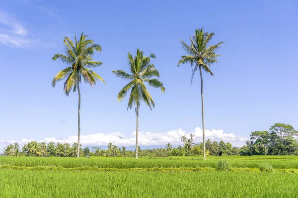 Tre palme da cocco su terrazze di riso verde vicino a Ubud nell'isola di Bali, Indonesia — Foto Stock