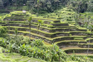 Ubud yakınlarındaki teraslarda Yeşil pirinç tarlaları, tropikal ada Bali, Endonezya. Doğa kavramı