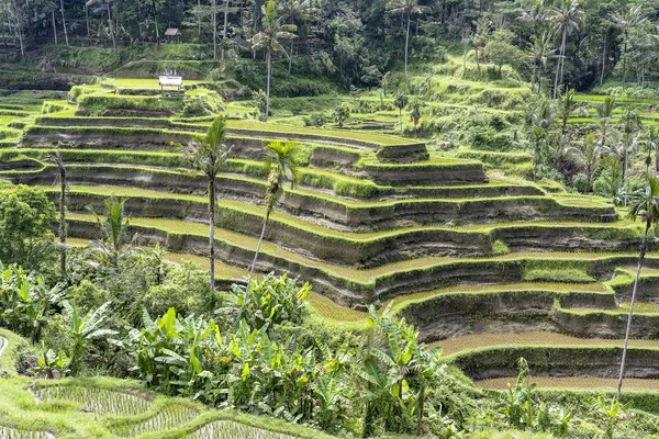 Zöld rizsföldek teraszok közelében Ubud, trópusi sziget Bali, Indonézia. Természet-koncepció — Stock Fotó