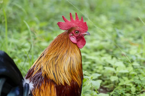 Portrait of a brown cock in the garden on a green background. Close-up — Stock Photo, Image