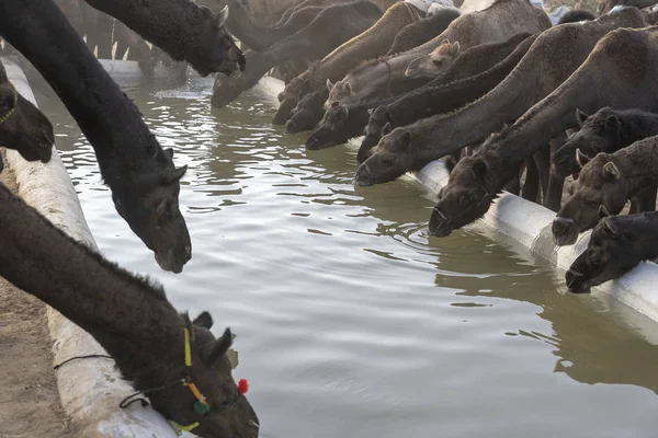 I cammelli bevono acqua nel deserto Thar durante Pushkar Camel Fair, Rajasthan, India — Foto Stock