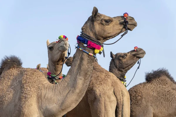 Tevék a sivatagban Thar során Pushkar Camel Fair, Rajasthan, India — Stock Fotó