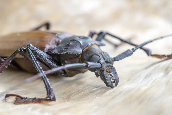 Giant Fijian longhorn beetle from island Koh Phangan, Thailand. Closeup, macro. Giant Fijian long-horned beetle, Xixuthrus heros is one of largest living insect species.Large tropical beetle species