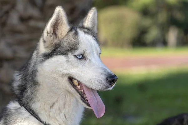 Syberyjski Husky pies z niebieskimi oczami siedzi i wygląda, na zewnątrz w przyrodzie w słoneczny dzień, zbliżenie — Zdjęcie stockowe