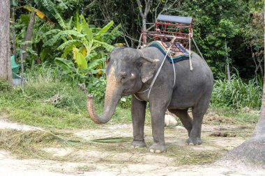 Ada Koh Phangan Tayland fil kampında turist binmek için Fil
