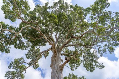 Gökyüzü arka plan ile büyük tropikal ağaç, aşağıdan bakın. Bilimsel adı Dipterocarpus alatus veya Yang Na Yai ağacı. Island Koh Phangan, Tayland