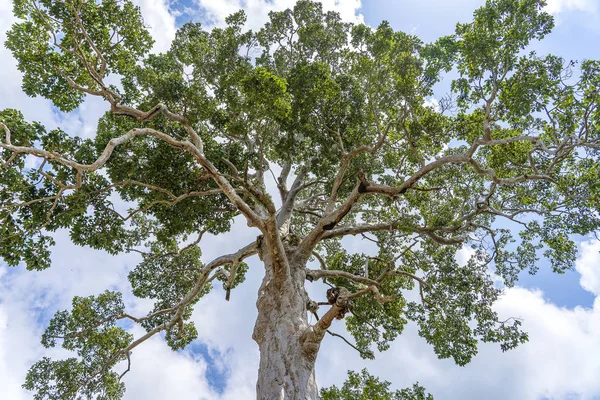 Gran árbol tropical con fondo de cielo, vista desde abajo. Nombre científico Dipterocarpus alatus o árbol de Yang Na Yai. Isla Koh Phangan, Tailandia — Foto de Stock