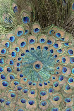 Turist için pazarda tavus kuşu tüyü yakın. Udaipur, Rajasthan, Hindistan