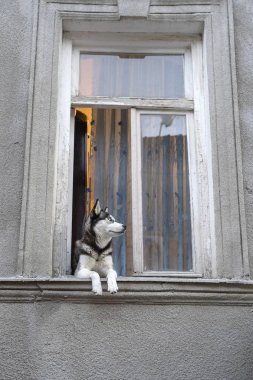 Mavi gözlü Sibirya husky köpek pencerede oturur ve sahibini bekler