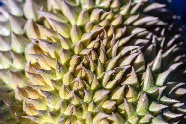 Tropikal meyve durian dikenli kabuğu . Sert sivri ile Durian cilt dokusu. Egzotik meyve derisinde keskin iğne. Durian paket tasarımı. Tropikal meyve makro fotoğraf. Olağandışı doğal doku