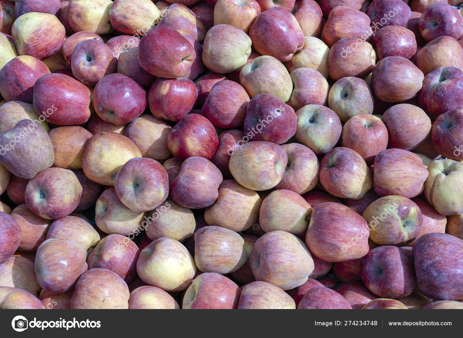 Fresh Apple Fruit, Indian