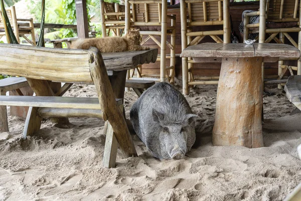 Cerdo grande con gato jengibre durmiendo en la arena cerca de la cafetería de playa, Tailandia. De cerca. — Foto de Stock