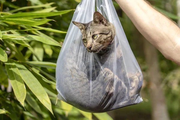 Όμορφη γκρι γάτα γάτος είναι μέσα σε μια πλαστική σακούλα, κοντινό — Φωτογραφία Αρχείου