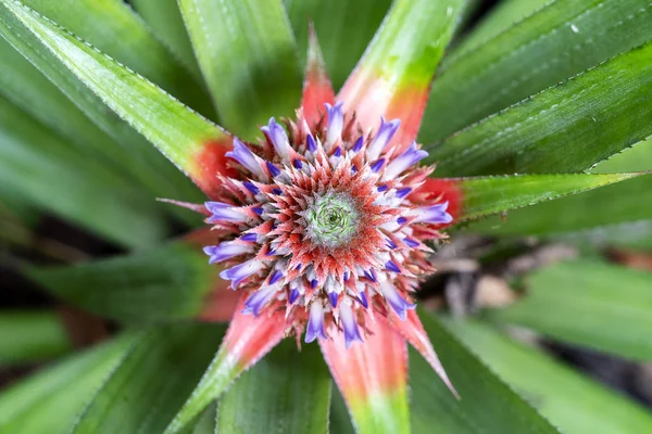 Pineapple baby flower and green leaves in the farm garden, small tropical fruit close up