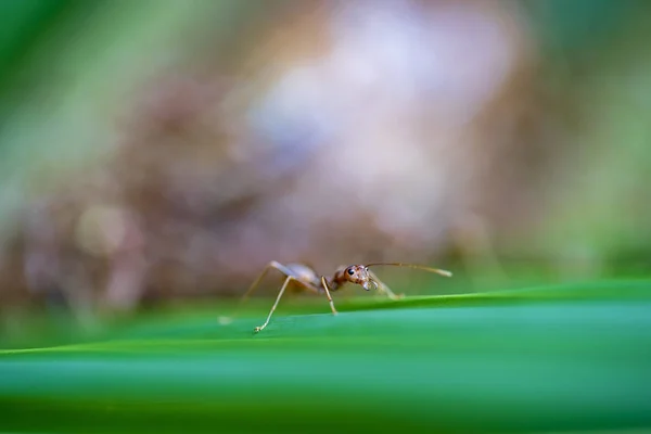 Czerwone mrówki lub mrówki na zielonym liści palmowych, Tajlandia, makro, zbliżenie — Zdjęcie stockowe