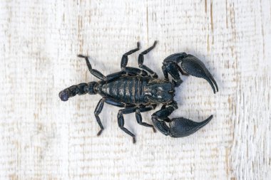 Ubud Beyaz ahşap arka planda Asya siyah akrep, ada Bali, Endonezya. Closeup