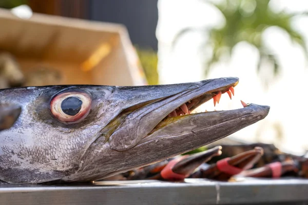 Закрыть на зубах барракуда. Морская барракуда из свежей рыбы на рынке уличной еды. Концепция морепродуктов. Сырая барракуда для приготовления пищи — стоковое фото