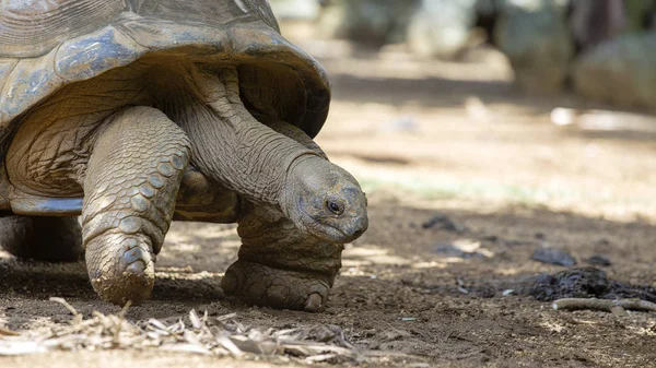 Riesenschildkröten, dipsochelys gigantea auf tropischer Insel mauritius — Stockfoto