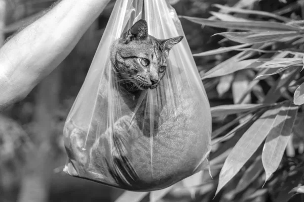 Η όμορφη γκρίζα γάτα είναι μέσα σε μια πλαστική σακούλα, κοντά. Μαύρο και άσπρο — Φωτογραφία Αρχείου