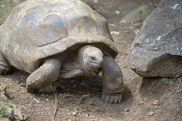 Riesenschildkröten, dipsochelys gigantea auf tropischer Insel mauritius — Stockfoto