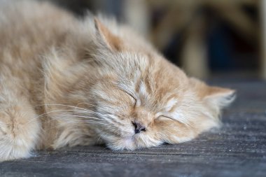 Güzel zencefil kedi kafede masada uyku, yakın