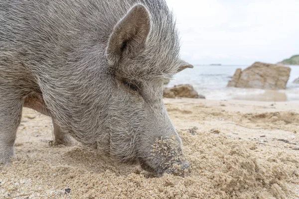 泰国攀安岛沙滩上的大猪. — 图库照片