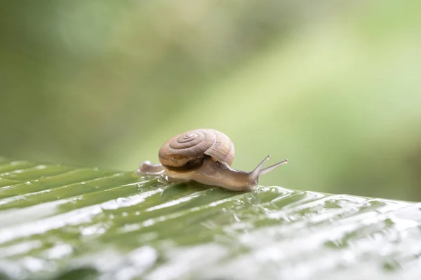 Snail in shell crawling on the green palm leaf, summer day in garden, close up, Thailand — Stock Photo, Image