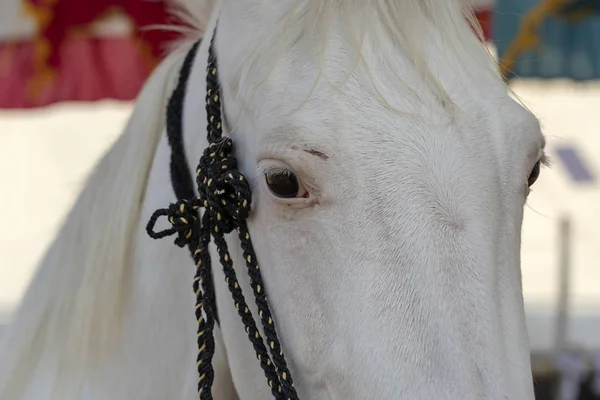 Retrato de cabeza de caballo blanco en la Feria de Pushkar en Rajastán, India. De cerca. — Foto de Stock