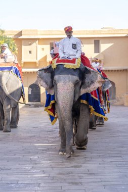 Dekore filler Jaipur Amber Fort turistlere binmek, Rajasthan, Hindistan