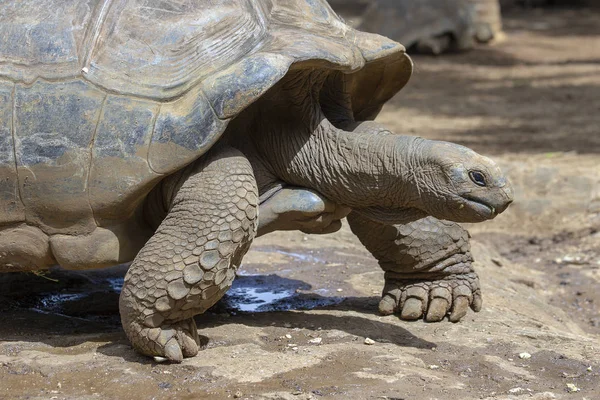 Riesenschildkröten, dipsochelys gigantea auf tropischer Insel mauritius — Stockfoto