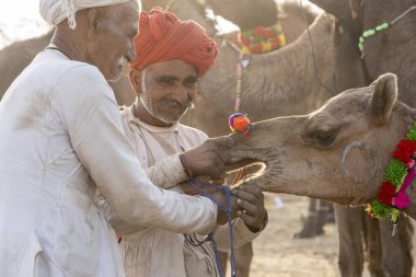 Pushkar Camel Mela, Rajasthan, Hindistan sırasında Hintli adam ve solana