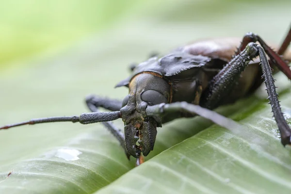 Giant Fijian longhorn beetle from island Koh Phangan, Thailand. Closeup, macro. Giant Fijian long-horned beetle, Xixuthrus heros is one of largest living insect species.Large tropical beetle species