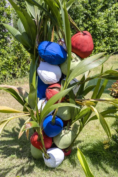 Cocos pintados na cor vermelha, azul e branca em um jardim tropical perto da praia, Tailândia, close-up — Fotografia de Stock