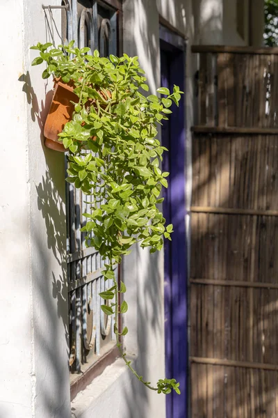 Grön växt i liten keramisk blomkruka på vägghuset nära fönstret, Indien — Stockfoto