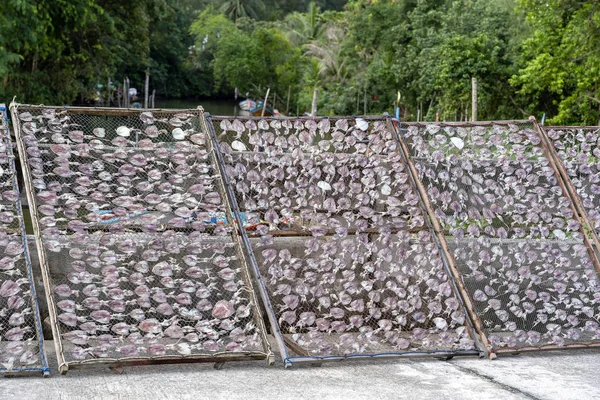 Squid dried food preservation product traditional squids drying in the sun, island Koh Phangan, Thailand — Stock Photo, Image