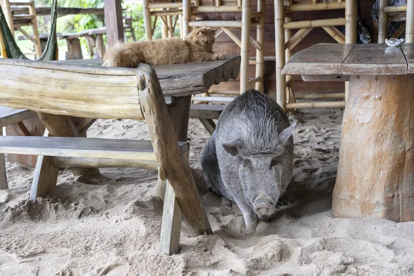 Cerdo grande con gato jengibre en la cafetería de playa, Tailandia. De cerca. — Foto de Stock