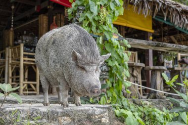Phangan, Tayland adasında plaj kafe yakın büyük domuz.