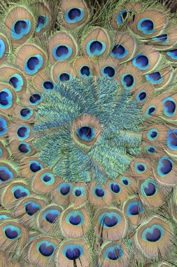 Turist için pazarda tavus kuşu tüyü yakın. Udaipur, Rajasthan, Hindistan