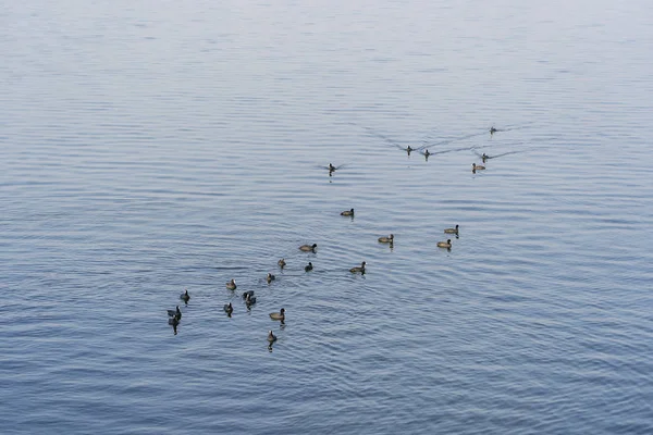 Bela paisagem natural no verão ao redor do lago. Patos bonitos curtindo o verão no lago, Índia — Fotografia de Stock