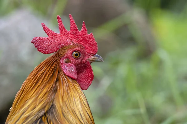 Portrait of a brown cock in the garden on a green background. Close-up — Stock Photo, Image