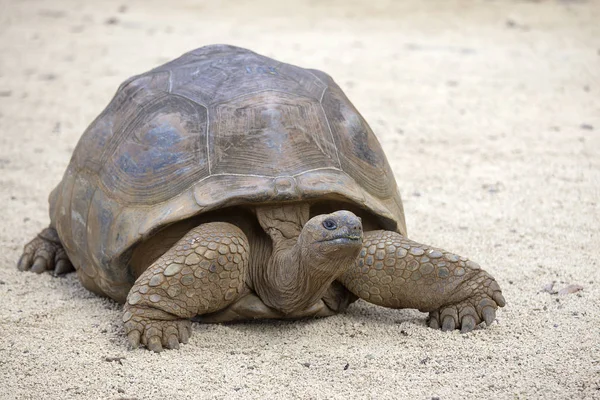 Dev kaplumbağalar, tropik ada Mauritius dipsochelys gigantea