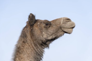 Pushkar Camel Fair sırasında çöl Thar Deve kafası, Rajasthan, Hindistan