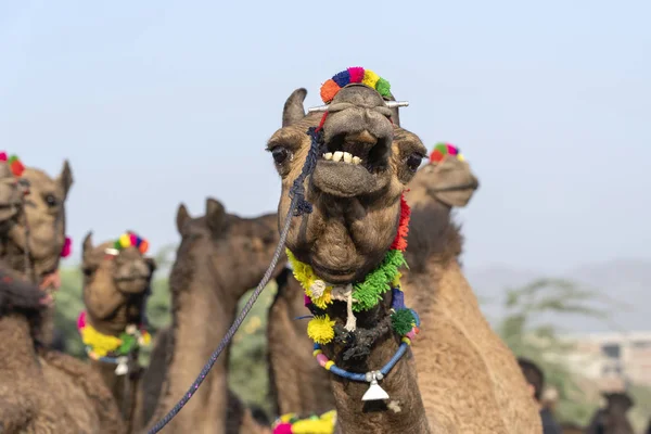 Wielbłądy w pustyni Thar podczas Pushkar Camel Fair, Rajasthan, Indie — Zdjęcie stockowe