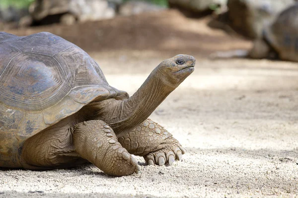 Dev kaplumbağalar, tropik ada Mauritius dipsochelys gigantea