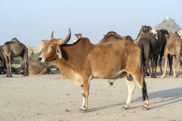 Brown bull and camels in desert Thar during Pushkar Camel Fair, Rajasthan, India — Stock Photo, Image