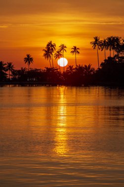 Tayland adasında deniz suyu yanında gün batımı sırasında hindistan cevizi palmiye ağaçlarının silueti. Doğa ve seyahat konsepti. Güneş, kırmızı gökyüzü, palmiye ağaçları ve deniz suyu